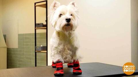 Если собака промочила лапы... Доброе утро. Фрагмент