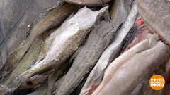 Минтай и другая... рыба недорогая! Доброе утро. Фрагмент