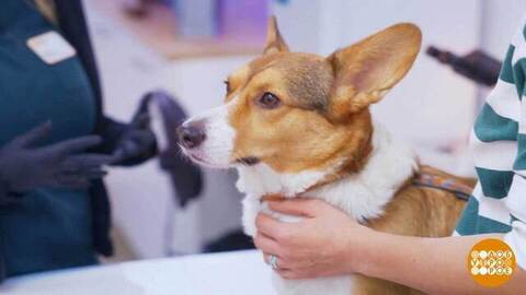 Собака, тебе нужен чекап! Доброе утро. Фрагмент