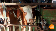 Робот, хочешь быть фермером? Доброе утро. Суббота. Фрагмент