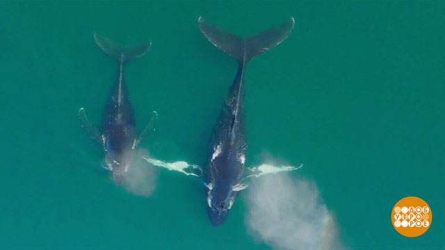 Китов по осени считают. И измеряют... Доброе утро. Фрагмент