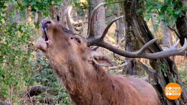 О чем поют олени? Доброе утро. Фрагмент