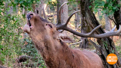 О чем поют олени? Доброе утро. Фрагмент