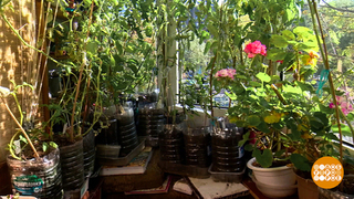 Огород на подоконнике? Легко! Доброе утро. Фрагмент