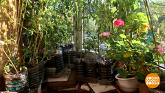 Огород на подоконнике? Легко! Доброе утро. Фрагмент