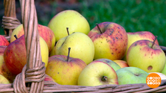 Зимние яблочки: какие долежат до весны? Доброе утро. Фрагмент