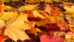 Опавшая листва: убрать или оставить? Доброе утро. Фрагмент