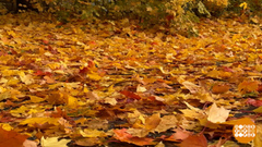 Осторожно, листопад! Доброе утро. Фрагмент