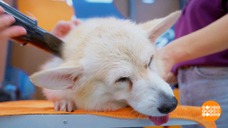 Линяем по-быстрому! Доброе утро. Фрагмент