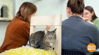 Идем в котокафе! Доброе утро. Фрагмент