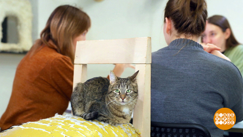 Идем в котокафе! Доброе утро. Фрагмент