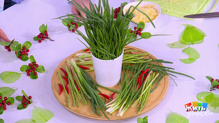 Витамины прямо с подоконника. Фрагмент