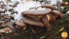 А под снегом — грибы! Доброе утро. Суббота. Фрагмент