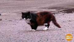 Не бросайте тех, кого приручили! Доброе утро. Суббота. Фрагмент