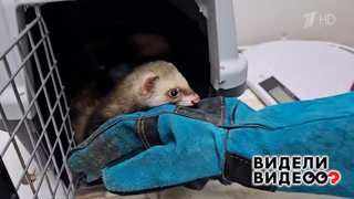Спасение хорьков. Видели видео? Фрагмент