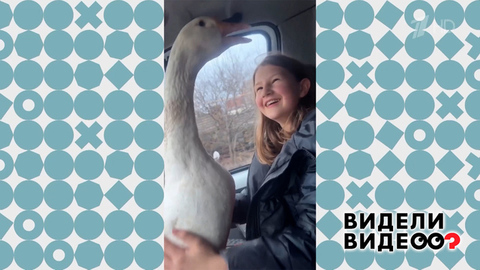 Девочке подарили гуся. Видели видео? Фрагмент
