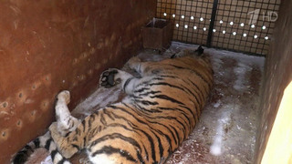 В Московский зоопарк с Дальнего Востока привезли двух амурских тигриц