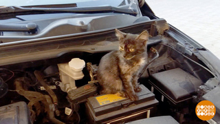 Если кот забрался под капот… Доброе утро. Фрагмент