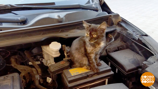 Если кот забрался под капот… Доброе утро. Фрагмент