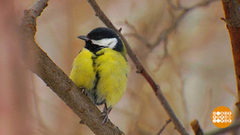 Синички — самые мимимишные птички! Доброе утро. Фрагмент