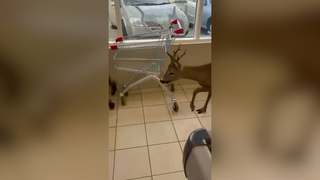 Ворвавшаяся в магазин косуля устроила погром и напугала покупателей: видео