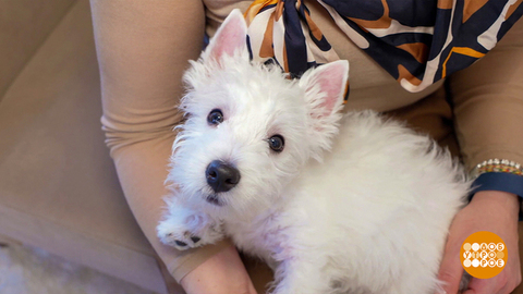 Щенок, чувствуй себя как дома. Ты дома! Доброе утро. Фрагмент