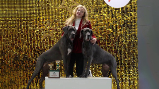 В Москве открылась кинологическая выставка «Евразия»