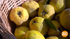 Айва: тот еще фрукт! Доброе утро. Фрагмент