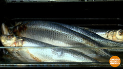 Как вы там, селедки в бочке? Доброе утро. Фрагмент