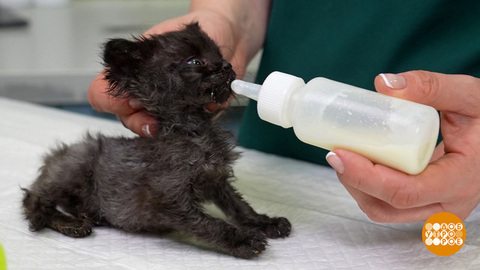 Как выкормить маленького котенка. Доброе утро. Фрагмент