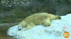 Мишки тоже любят... бананы! Доброе утро. Суббота. Фрагмент