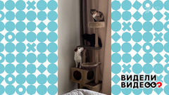 Незваный гость. Видели видео? Фрагмент