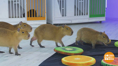 Капибары: сплошное ми-ми-ми! Но поесть любят... Доброе утро. Фрагмент