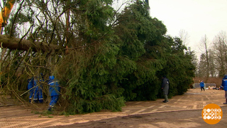 Главная елка страны: спилили! Все прошло без сучка, без задоринки! Доброе утро. Фрагмент