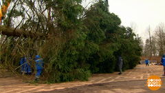 Главная елка страны: спилили! Все прошло без сучка, без задоринки! Доброе утро. Фрагмент