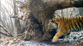 «Читает лесные соцсети»: тигренок попал в фотоловушку в Приморском крае