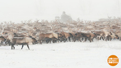 Куда бегут олени? На зимние пастбища! Доброе утро. Фрагмент