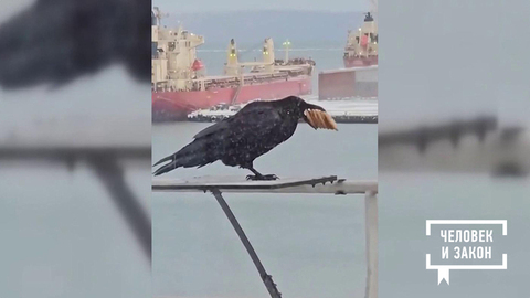 Видео недели. Из жизни ворон. Человек и закон. Фрагмент