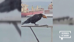 Видео недели. Из жизни ворон. Человек и закон. Фрагмент