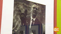 «Кто в доме хозяин?» Булька, Хрюня и другие! Доброе утро. Суббота. Фрагмент