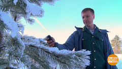 Елочный патруль против «черных лесорубов». Доброе утро. Суббота. Фрагмент