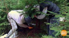 Кто куда, а мы — за елкой в лес! И это законно… Доброе утро. Суббота. Фрагмент