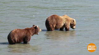 Медведь знает, где мед. А мы знаем, где медведи! Доброе утро. Суббота. Фрагмент