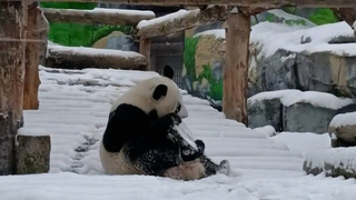 Панда Катюша из Московского зоопарка обрадовалась выпавшему снегу: видео