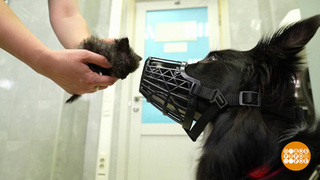 Как подружить котенка и собаку. Доброе утро. Фрагмент