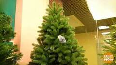 Выбираем искусственную елочку. Доброе утро. Фрагмент