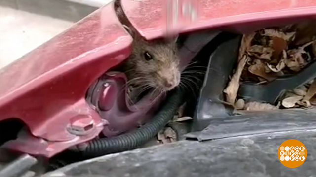 Кто-кто под капотом живет? Доброе утро. Фрагмент