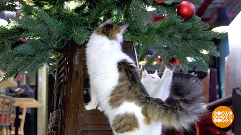 Елка для кошки: спасаем Новый год! Доброе утро. Фрагмент