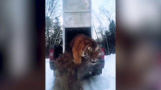 В Приморье в тайгу вернули тигра, который не давал покоя жителям Хасанского района