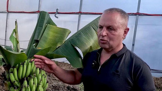 Сочи ждет первый большой урожай бананов